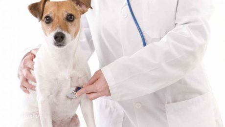 spese veterinarie detraibili